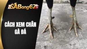 Cách Xem Chân Gà