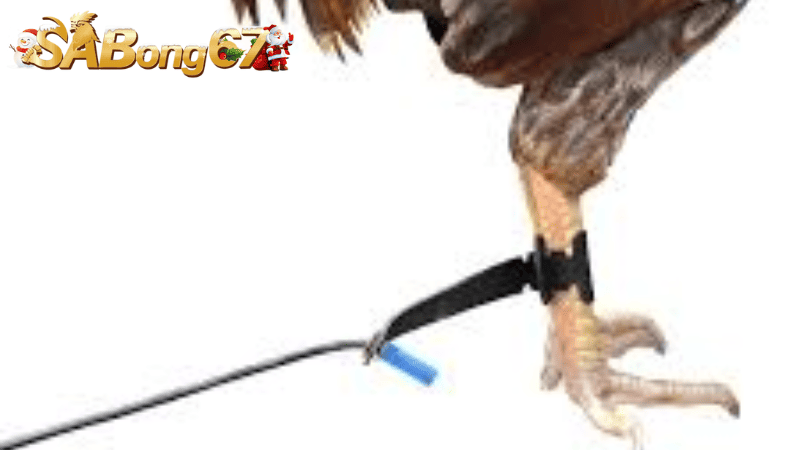 Tập đá theo dây buộc