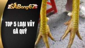 Top 5 Loại Vảy Gà Quý