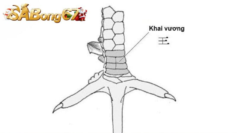 Cách chọn gà có vảy Khai Vương chuẩn xác nhất