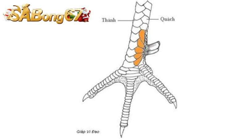 Giới thiệu về vảy gà Song Phủ Đao