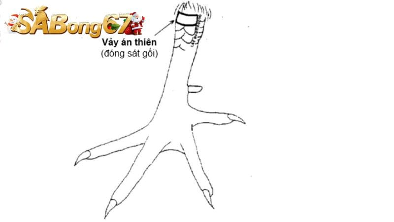 Vảy gà Án Thiên