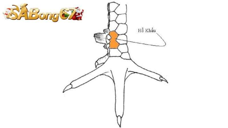 Vảy Hổ Khẩu là 1 trong Top 5 loại vảy gà quý
