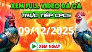 Xem Lại Video Đá Gà CPC5 Trực Tiếp Ngày 09/12/2025