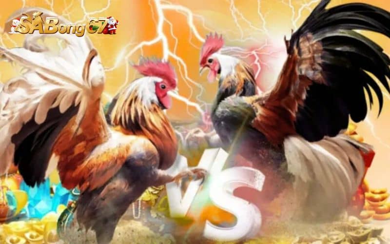 Nhiều chương trình khuyến mãi siêu hấp dẫn dành cho người chơi đá gà