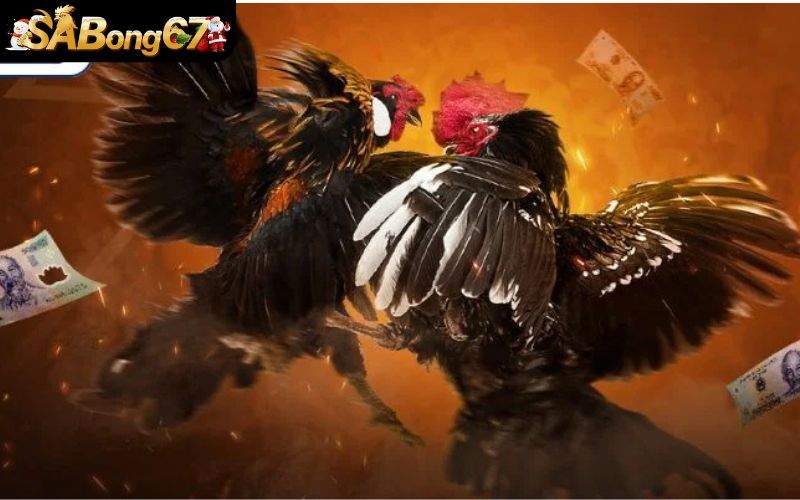 Phát sóng trực tiếp đá gà không bị giật lag