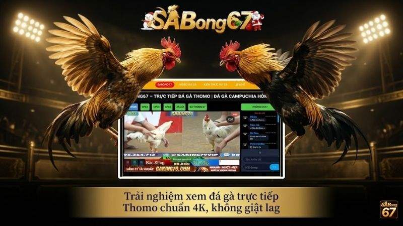 Trải nghiệm xem đá gà trực tiếp Thomo chuẩn 4K, không giật lag