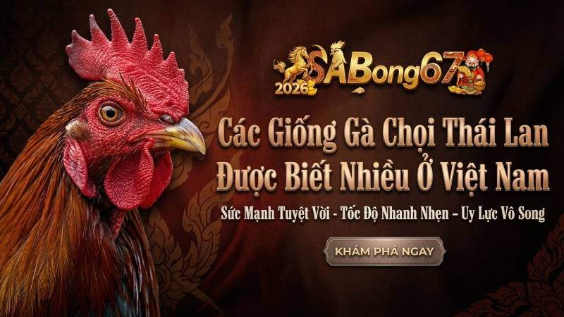 Các Giống Gà Chọi Thái Lan Được Biết Nhiều Ở Việt Nam