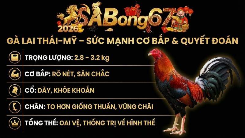 Nhóm gà Thái lai Mỹ