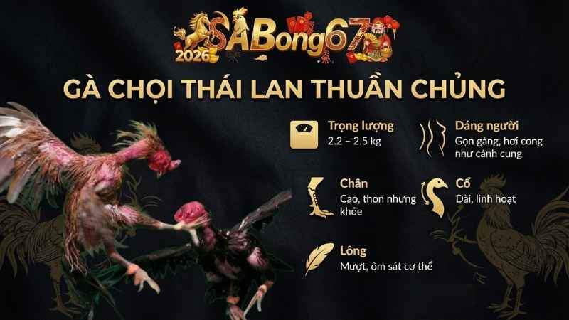 Nhóm gà Thái thuần chủng